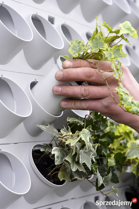 Projektowanie ogrodów ogrody wertykalne Jaworzno