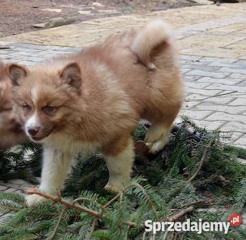 Szczenięta rasy Fiński Lapphund rodowód FCI Psy Opole
