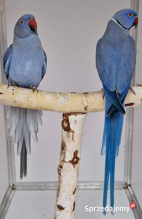 Aleksandretta obrożna łatwo się oswaja i można Wrocław