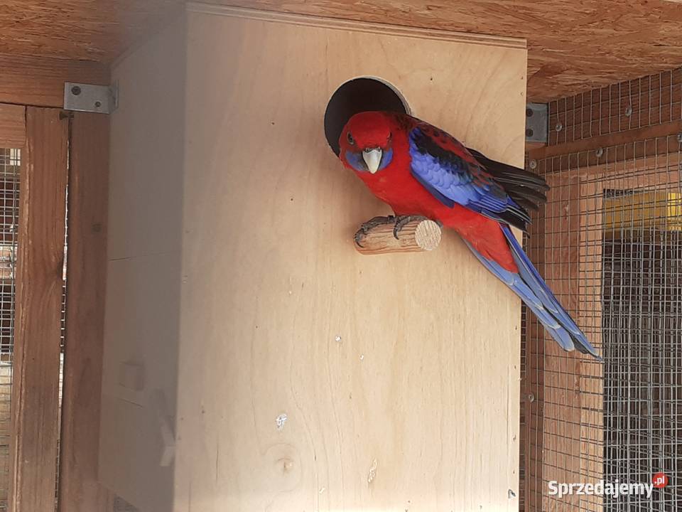 Papuga rozella królewska Osieck