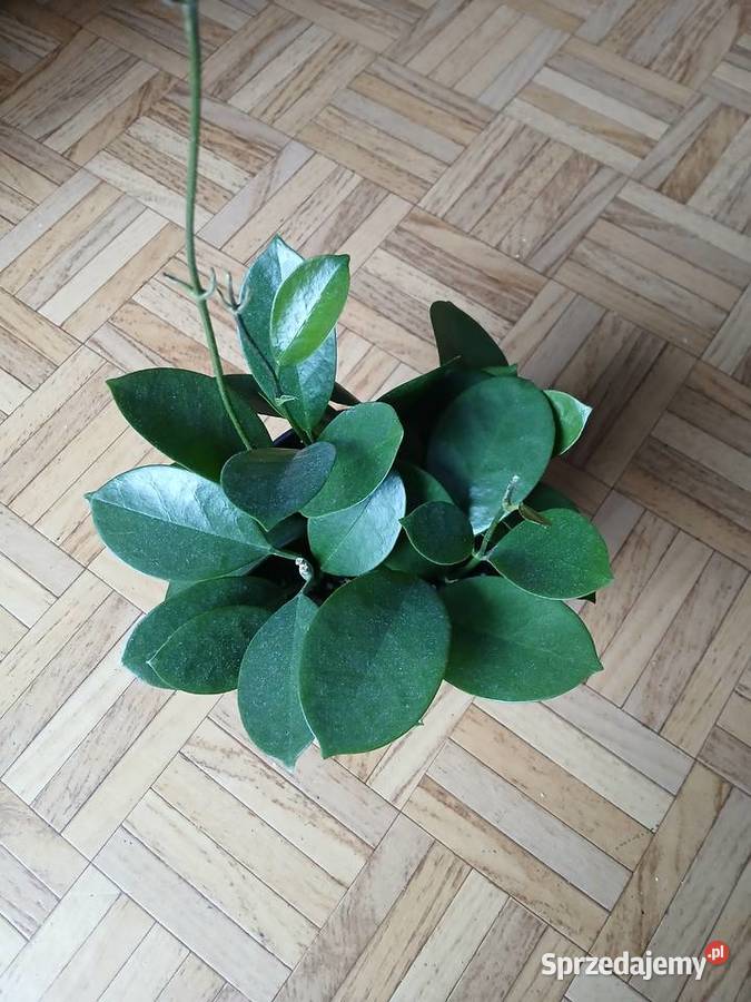 Hoya australis gęsta Zielone Częstochowa