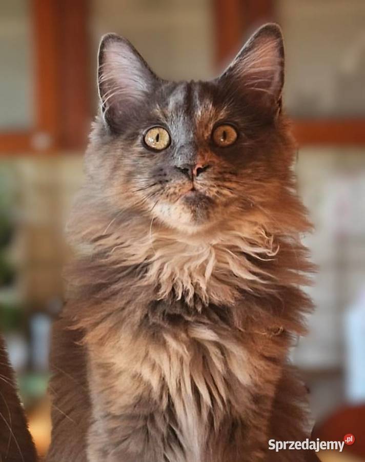 Kocięta Maine Coon Niebieska Kotka Szylkretka Będzin