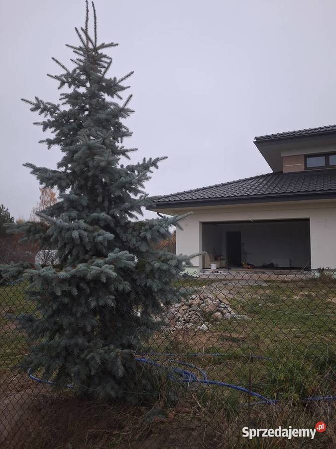 Choinka ładny srebrny świerk Lublin