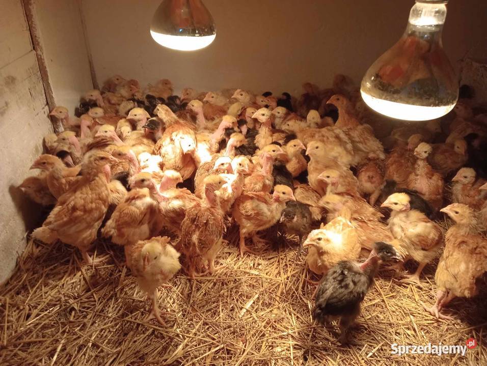 NOWOŚĆ CZERWONY Brojler Zagrodowy Gołoszyjka Drób i ptactwo Radwan sprzedam