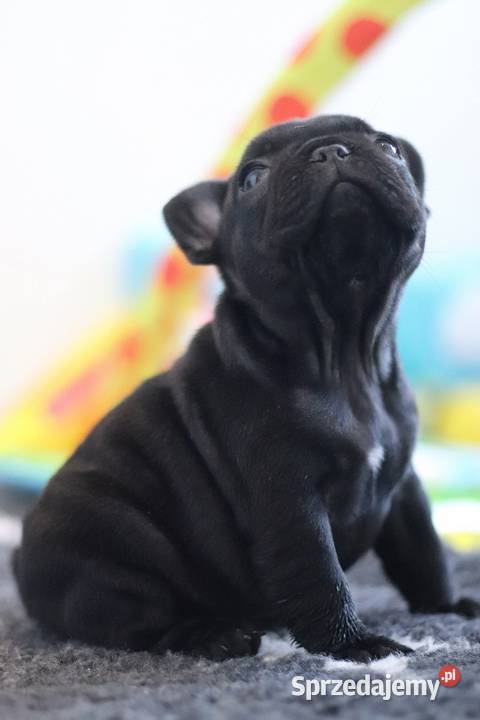 Buldog francuski suczka FCI ZKwP Świerklany