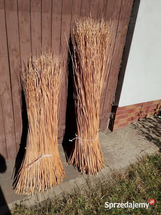 Wiklina korowana Jeżowe