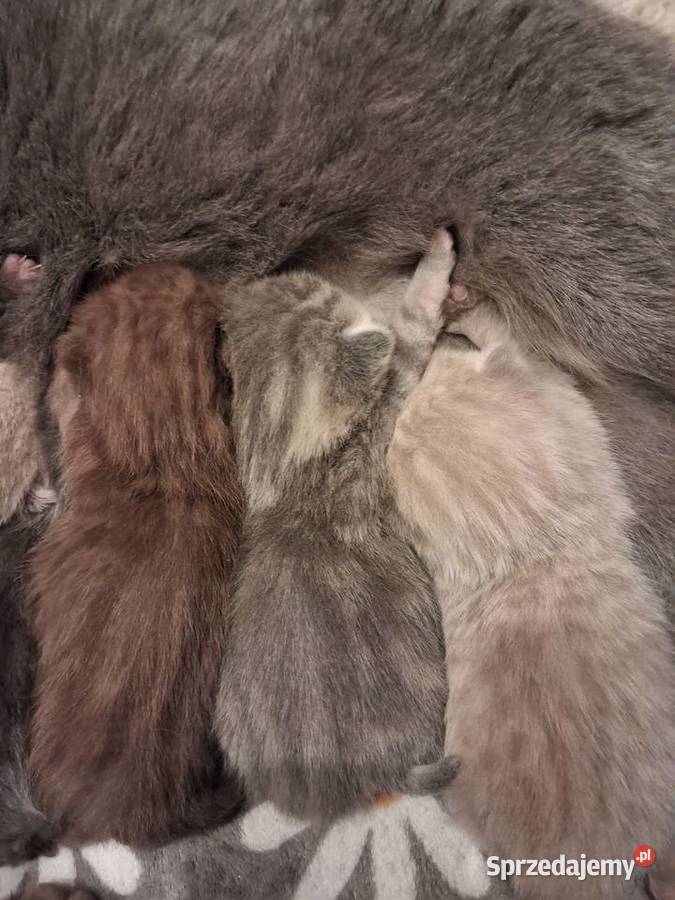 Kotki brytyjskie krótko wlose Zwierzęta Miasteczko Śląskie