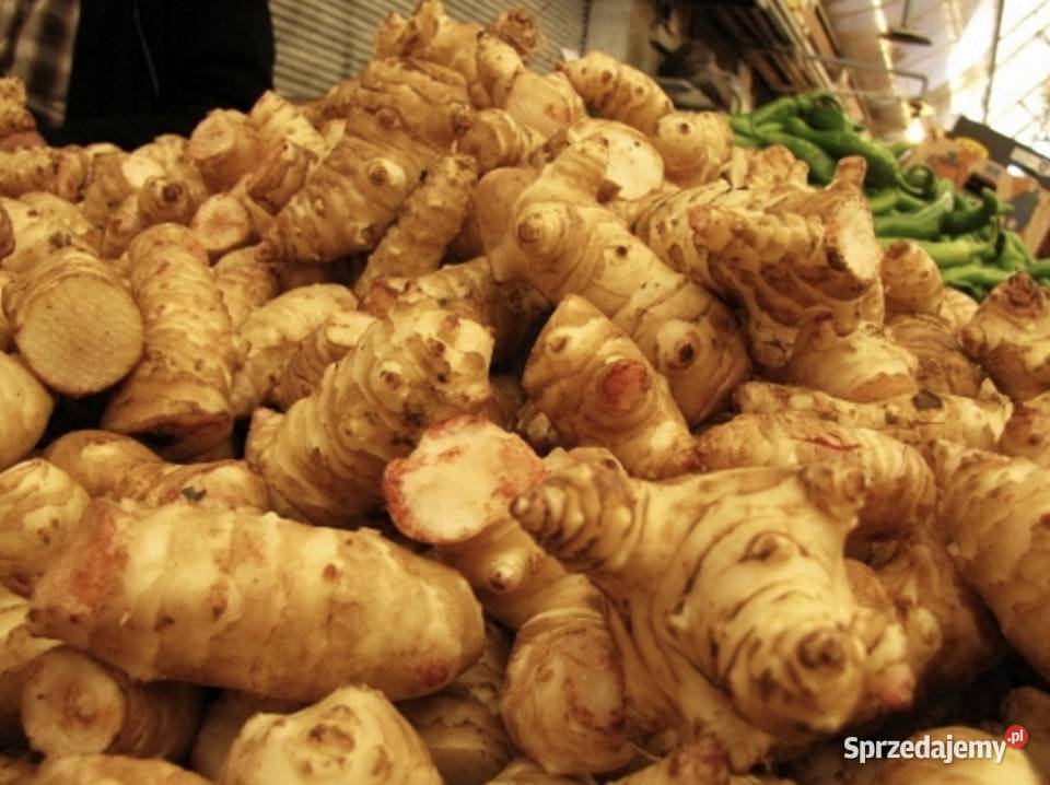 Topinambut kwiat na napar bulwy Bogatki