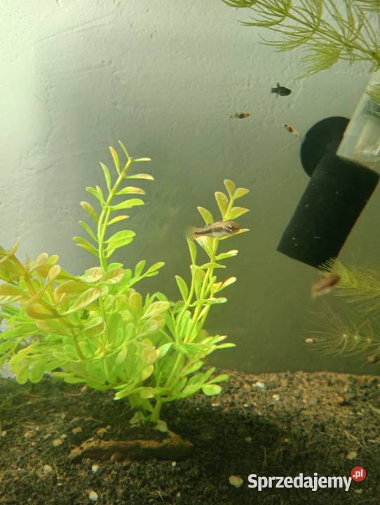 Krewetki molinezje drobniczki jednodniówki Ryby mazowieckie Pruszków
