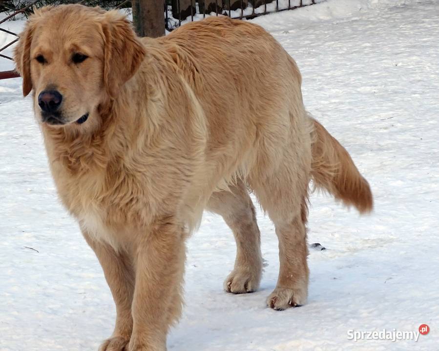 Golden retriever 9 miesięczny Przysucha sprzedam