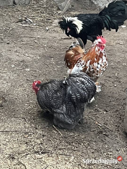 Koguty karzełek kochin Piotrawin