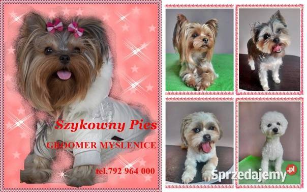 Strzyżenie psów psi fryzjer GROOMERczyszczenie Myślenice