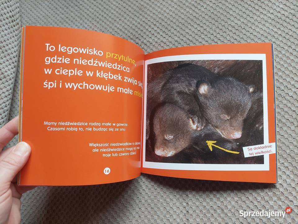 O gawrach czyli niedźwiedzich łóżkach Becky Rok wydania 2010 Kraków