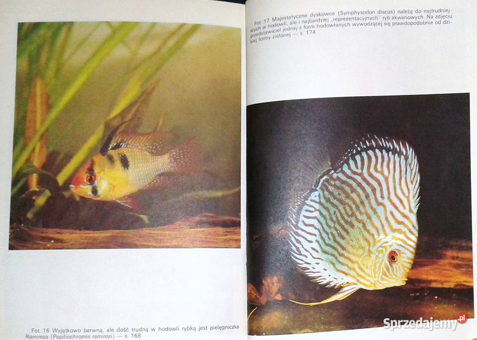 Słodkowodne ryby akwariowe Stefan Kornobis Chełm