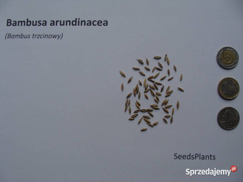 BAMBUS TRZCINOWATY Bambusa arundinacea NASIONA sprzedam