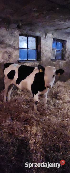 Sprzedam jałówki mięsne simental pomorskie sprzedam