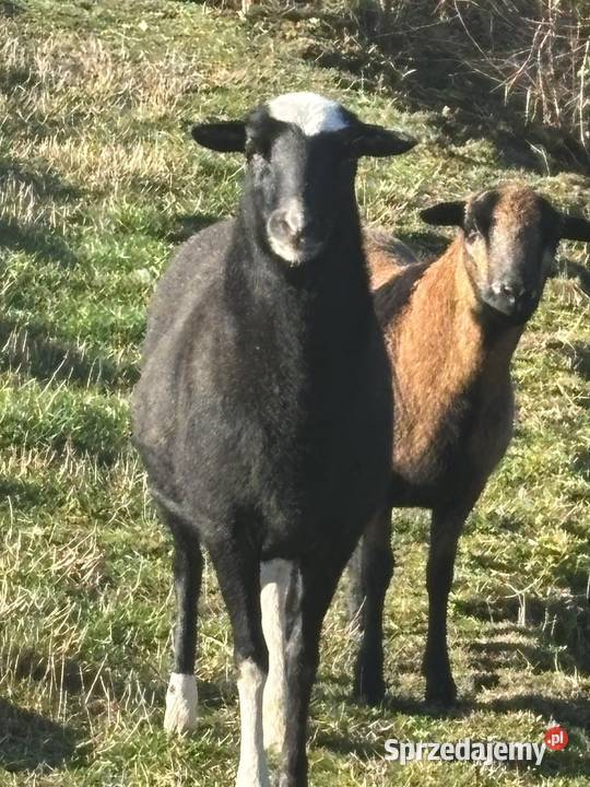Owce kameruńskie wielkopolskie Obory sprzedam