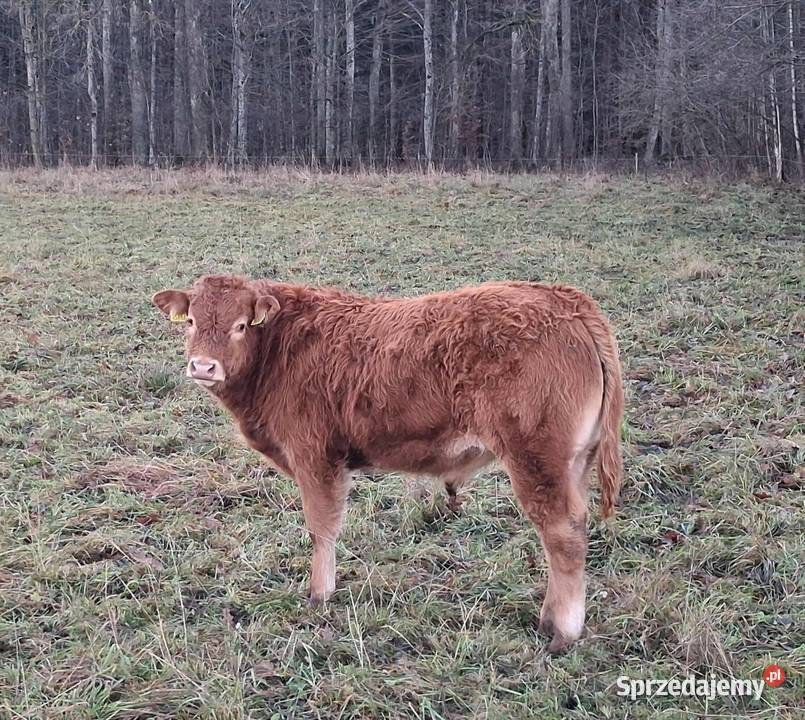 Sprzedam odsadki Lm Osińska Buda