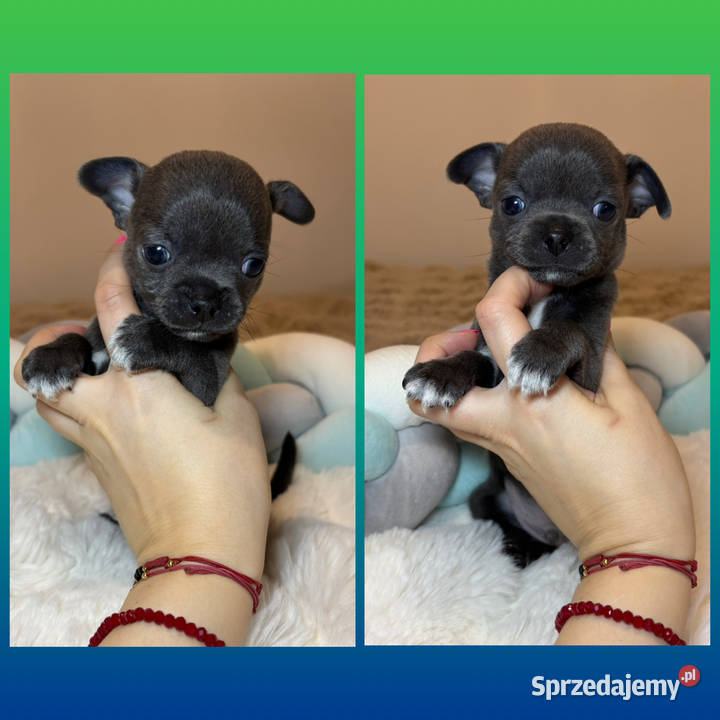 Chihuahua piesek krótkowłosy niebieski Blue