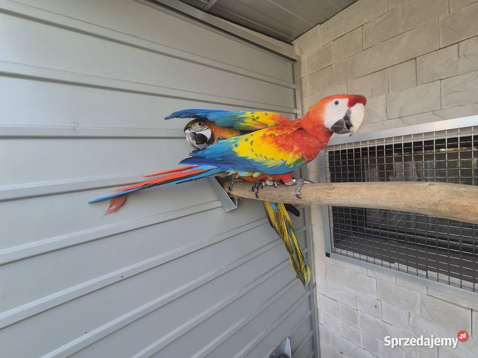 Ara Macao x Catalina Ptaki Rakoniewice