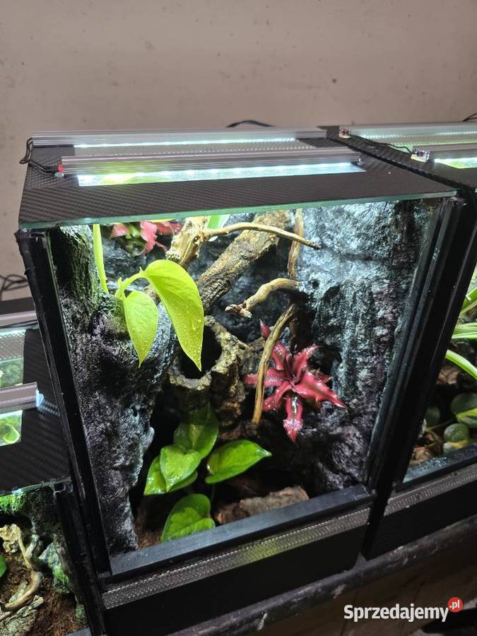 Terrarium tropikalne 25x25x40 z gekonami Ostrów Wielkopolski sprzedam