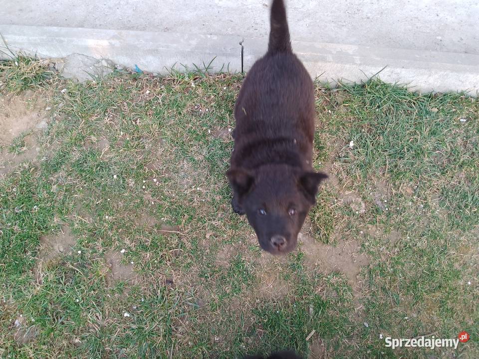 Szczeniaki pół chow chow Łańcut
