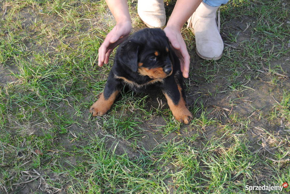 Rottweiler szczeniaki do oddania śląskie Bąków sprzedam