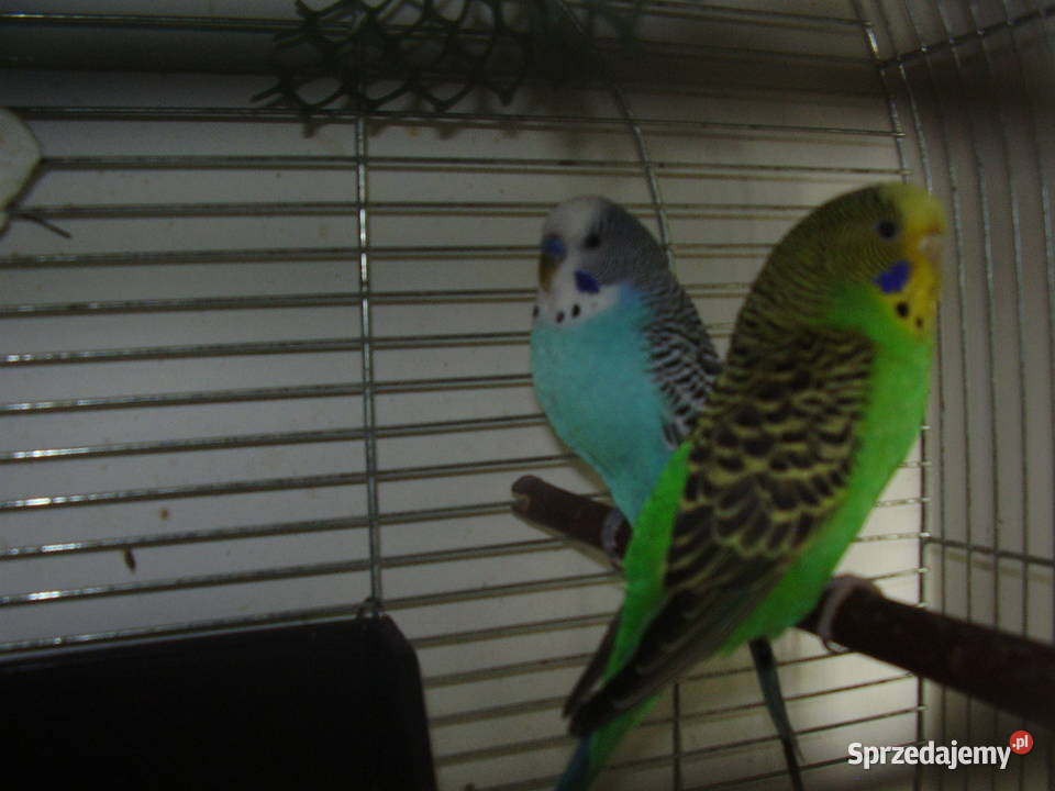 Papużki faliste dwumiesięczne tęczowe sprzedam Kraków sprzedam