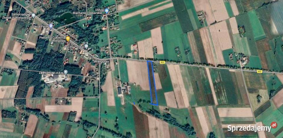 Działki siedliskowe Wielgolas 63zł/m2 Sprzedaż sprzedam