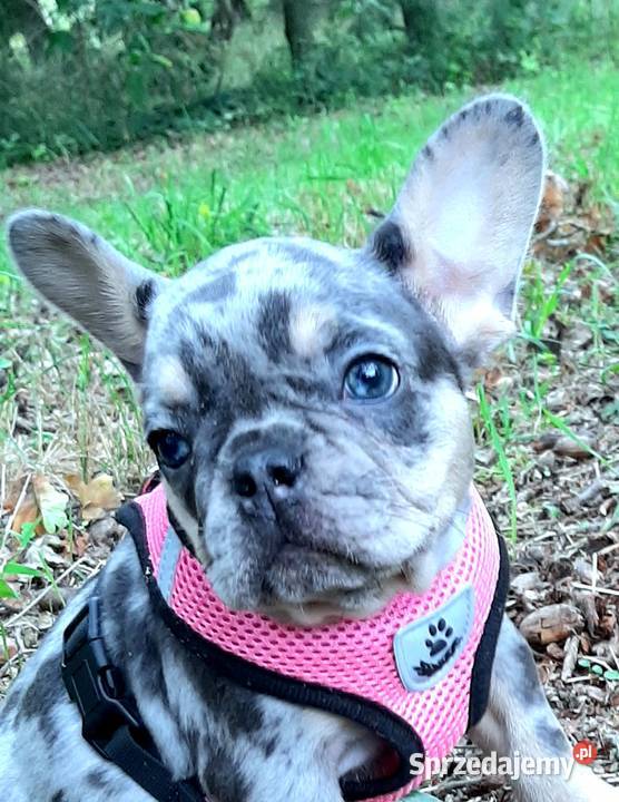 Buldog francuski piekna dziewczynka Pabianice