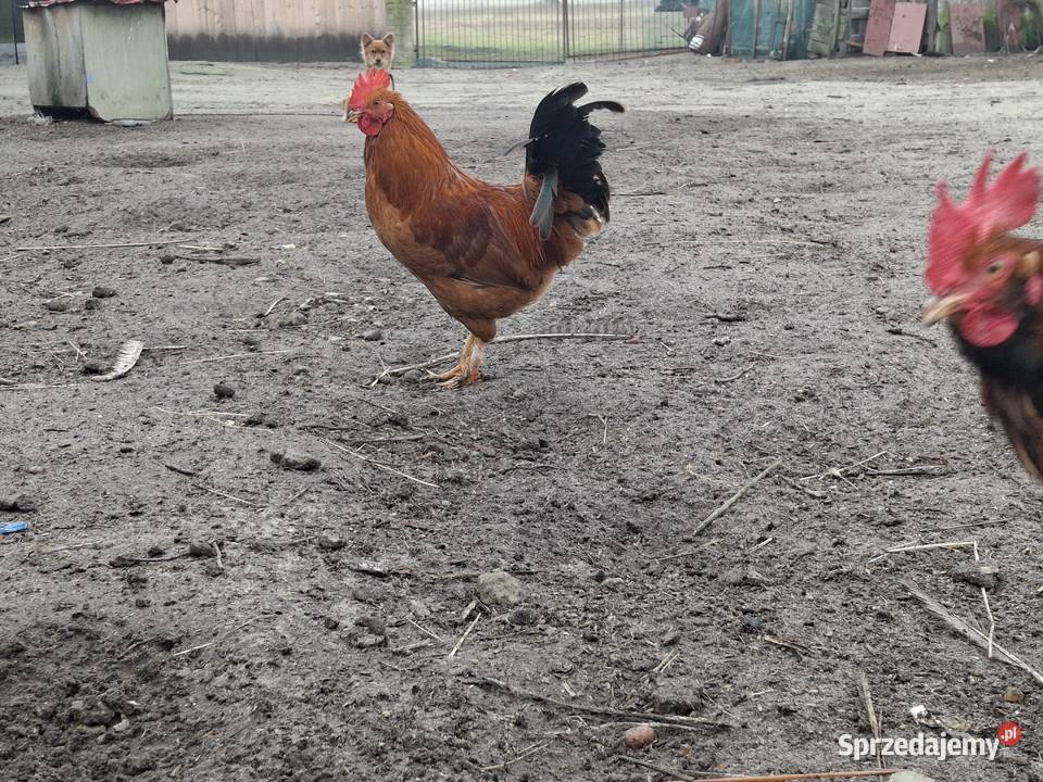 koguty z wolnego wybiegu młode Drób i ptactwo Sułoszyn