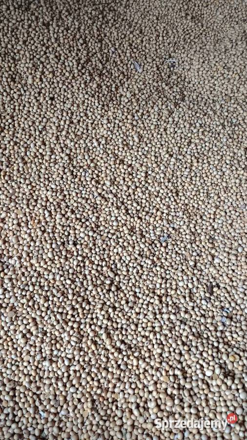 Soja sprzedam lubelskie Krasnystaw