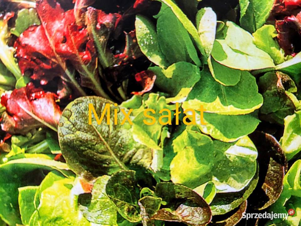 Cykoria Sałata główkowa odmiany świata znosi Kraków sprzedam