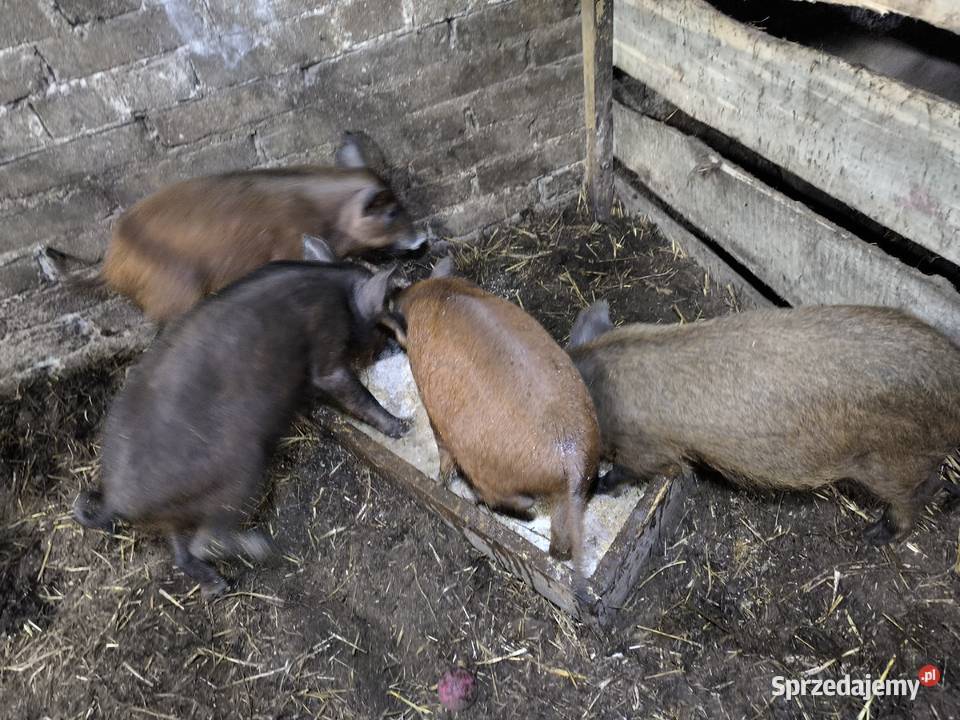 Prosiaki mieszańce Przegaliny Małe