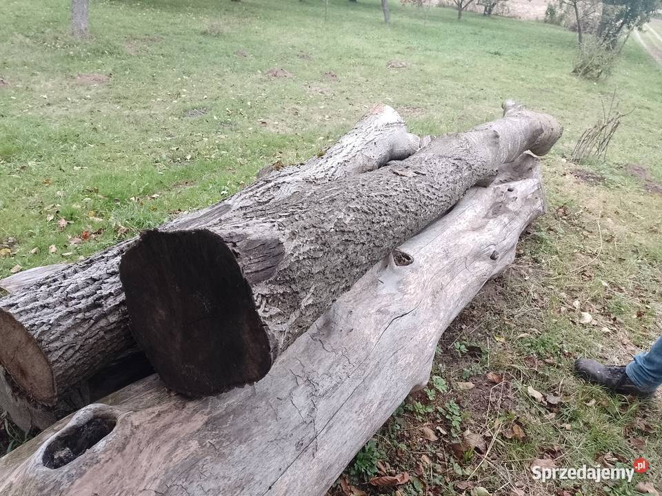 Sprzedam kłody orzecha likwidacji sadu Pozostałe lubelskie Uchanie