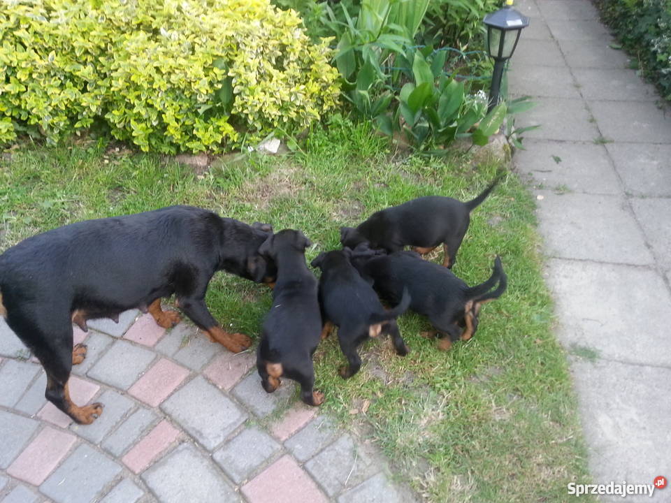 Terier Niemiecki szczeniaki lubuskie Wawrów
