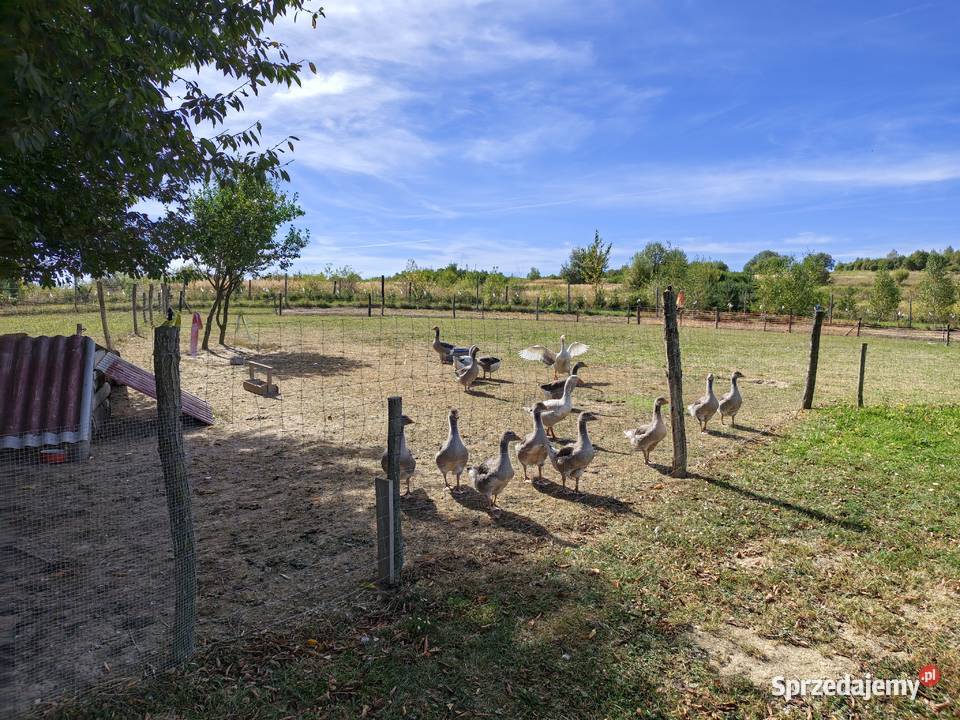Gęsi landes Makowiska sprzedam