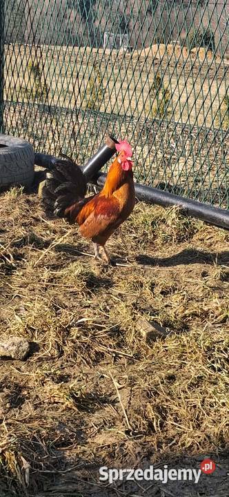 Liliput kogut Nowy Sącz