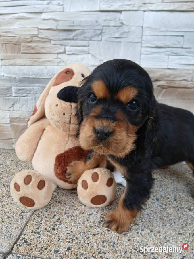 Śliczne Szczenięta Cocker Spaniel Angielski łódzkie Sieradz