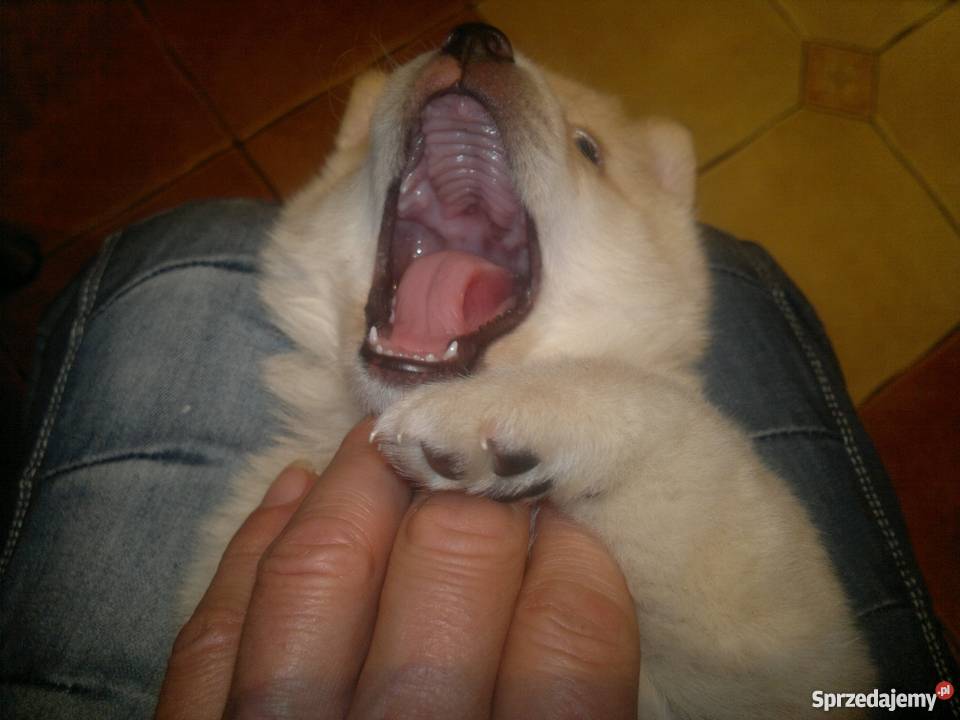 oddam w ręce zachodniopomorskie Pyrzyce