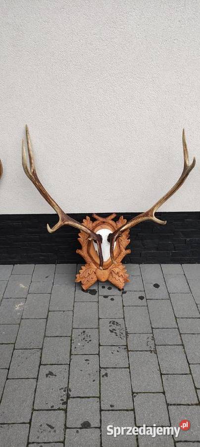 Poroże jelenia