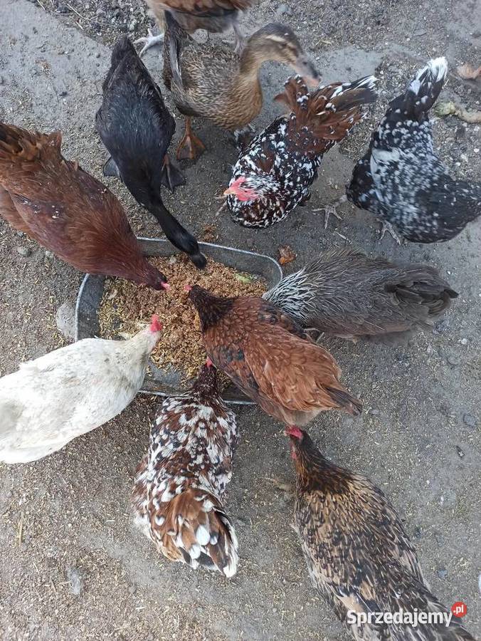 Jaja lęgowe kur mix ras zagrodowe teczanka lubelskie Krupe