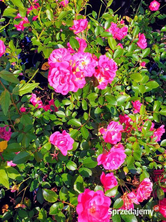 krzewy róż Kraków