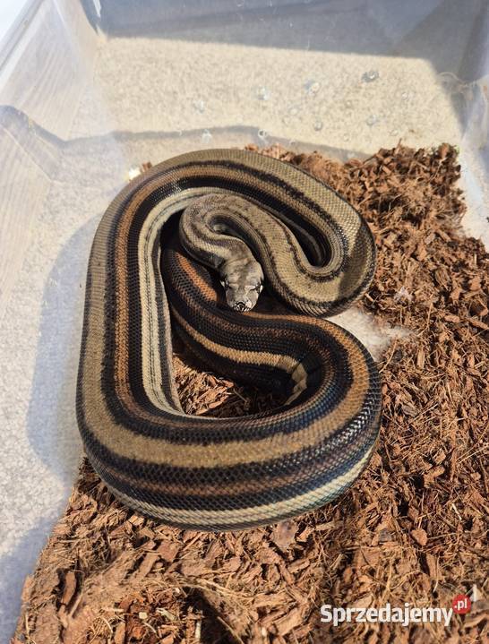 Boa cesarski sprzedam