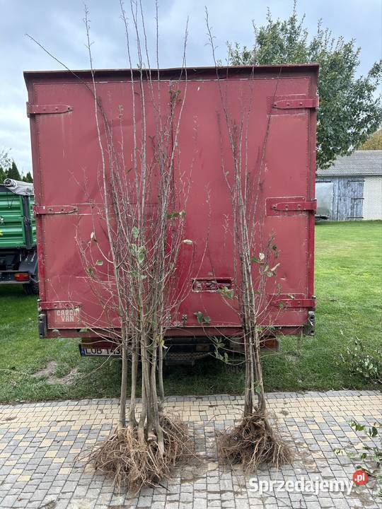 Drzewka owocowe Wiśnia Śliwa Czereśnia Morela