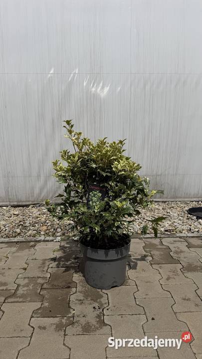 Osmanthus Goshiki Liściaste Dom i Ogród Kobyla Góra sprzedam