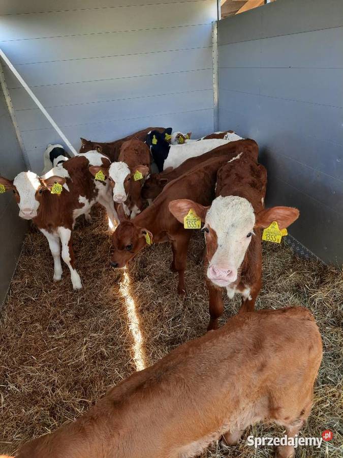 Cielęta byczki jałoszki łódzkie Łowicz