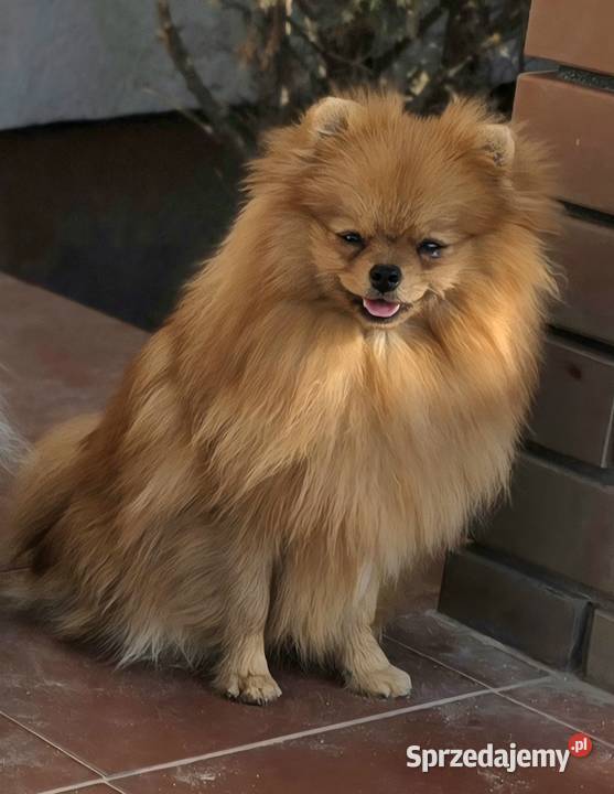 Pomeranian szpic miniaturowy zkwp FCI Szpic miniaturowy Piątkowisko