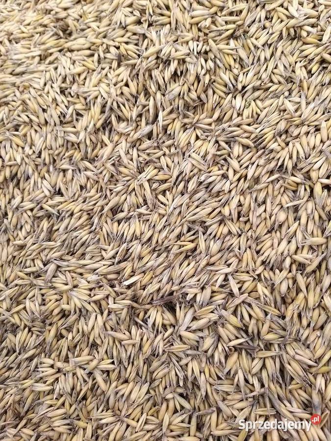 Owies Koziegłowy sprzedam