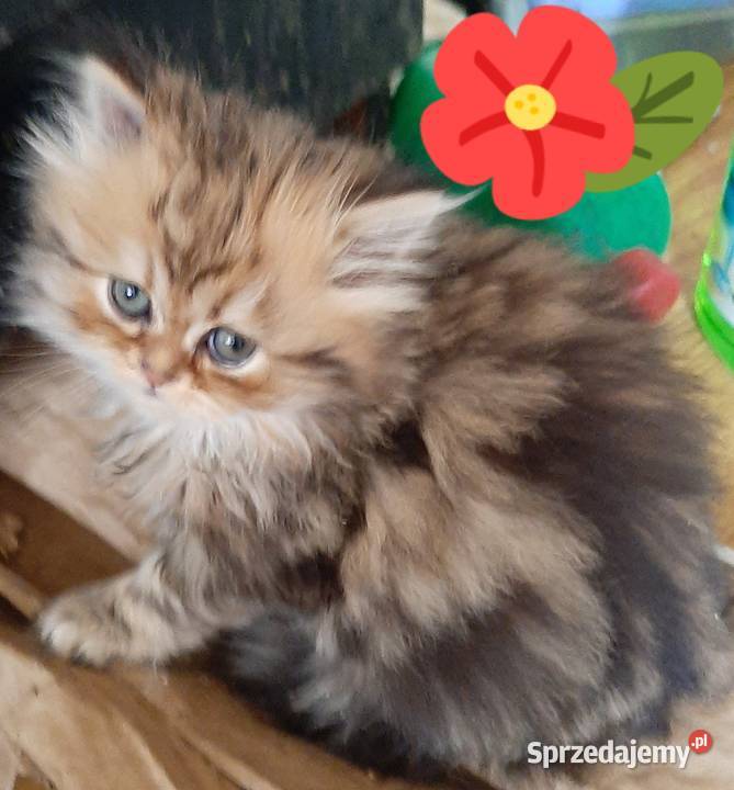Kocięta perskie Katowice sprzedam